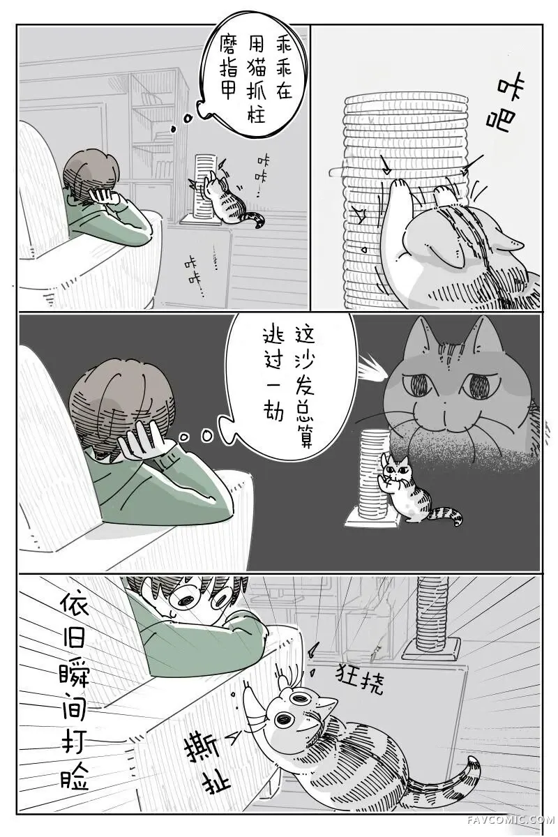 关于养猫我一直是新手第308话P2